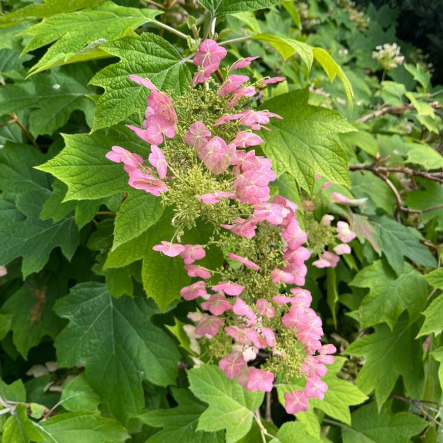 Hydrangea quercifolia - Tölgylevelű hortenzia