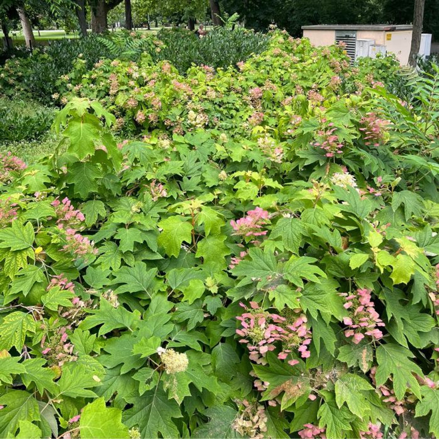 Hydrangea quercifolia - Tölgylevelű hortenzia