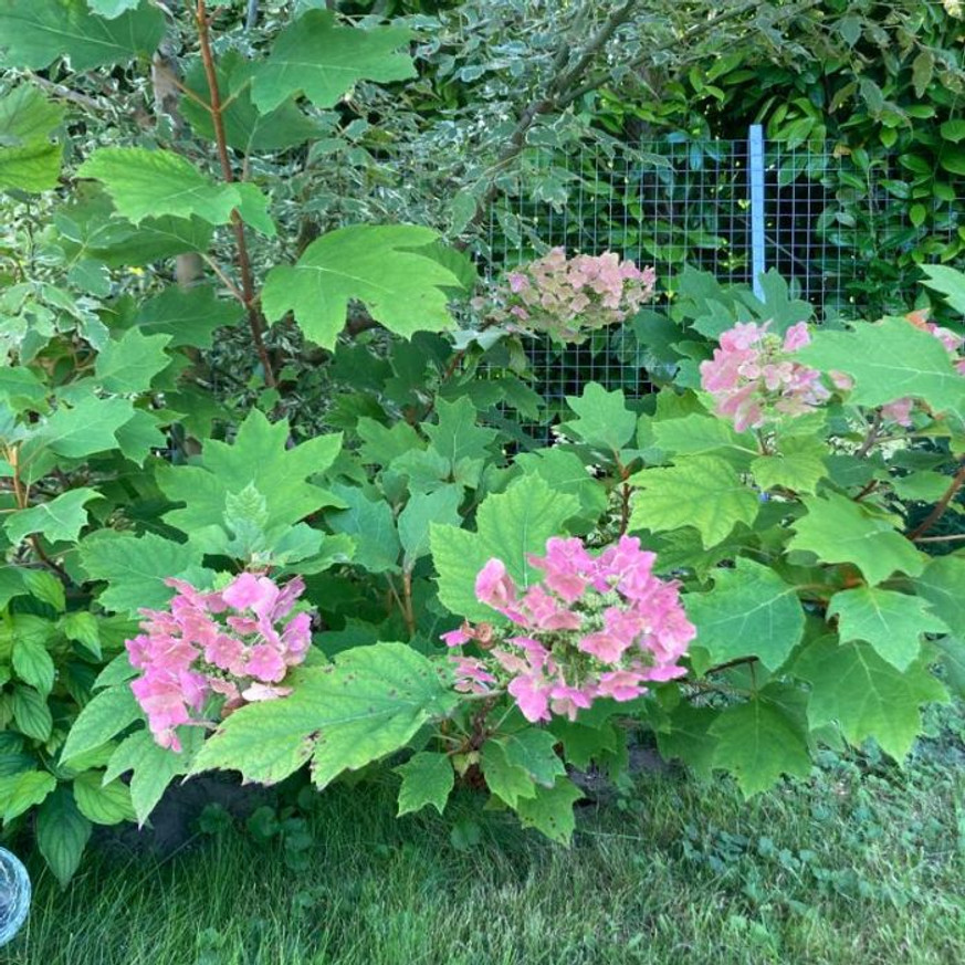 Hydrangea quercifolia - Tölgylevelű hortenzia