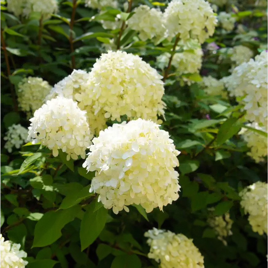 Hydrangea paniculata Silver Dollar K2 - Bugás hortenzia