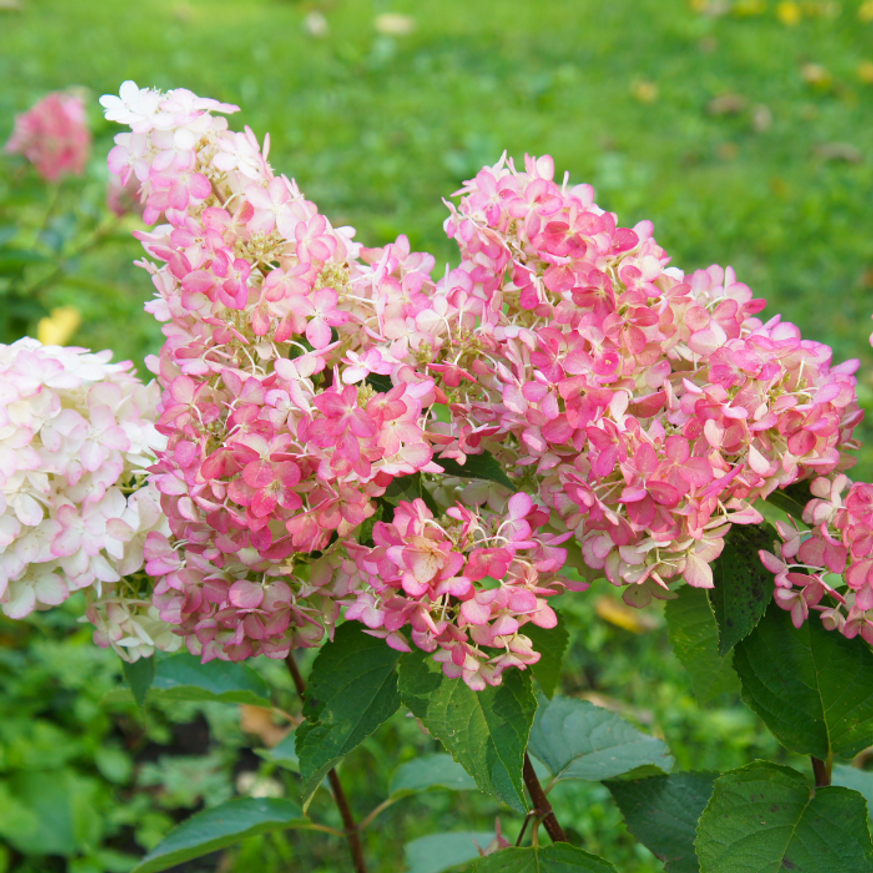 Hydrangea paniculata Sundae Fraise K2 - Bugás hortenzia