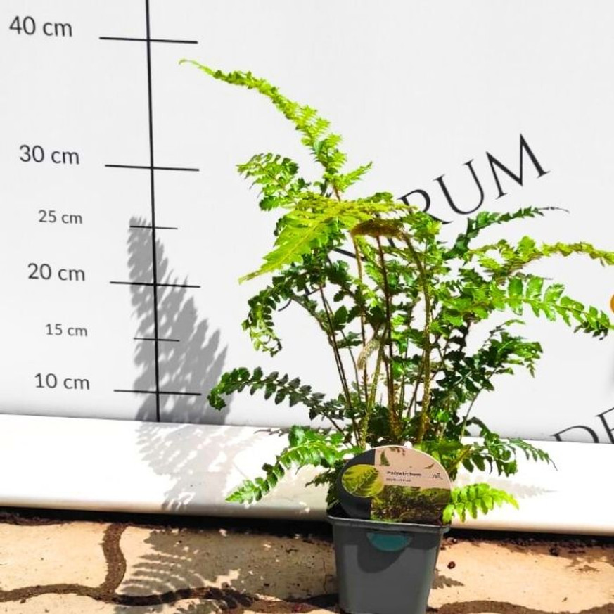 Polystichum sp - Vesepáfrány