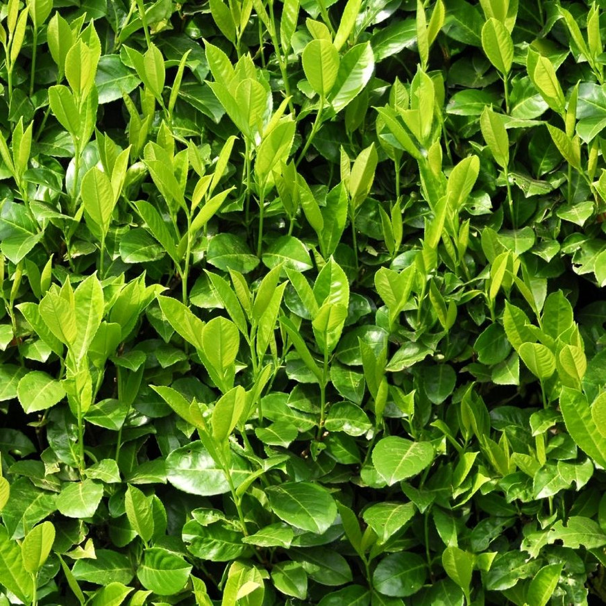 P. laurocerasus Novita - Szabadgyökerű babérmeggy 10 darabos