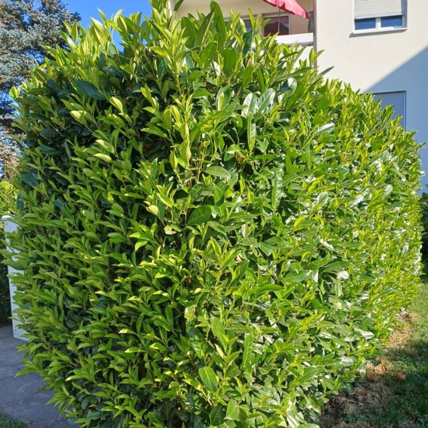 Prunus laurocerasus Genolia K5,6 - Oszlopos babérmeggy