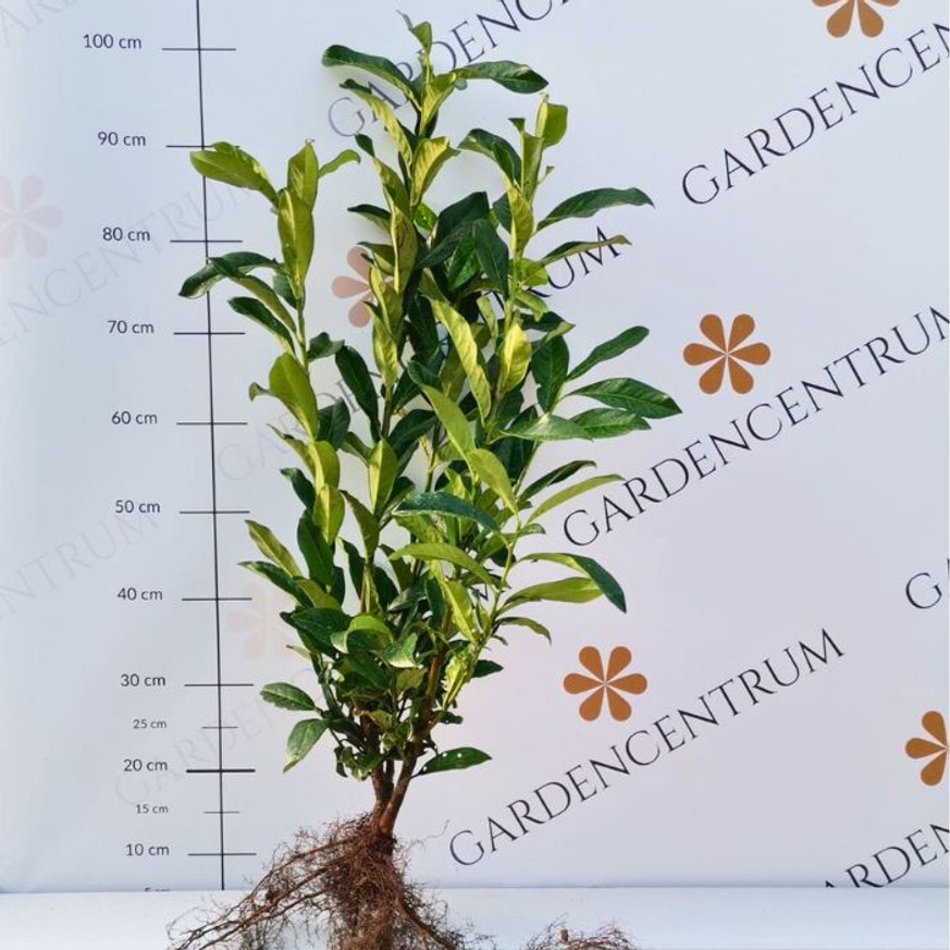 Prunus laurocerasus Genolia - Szabadgyökerű oszlopos babérmeggy