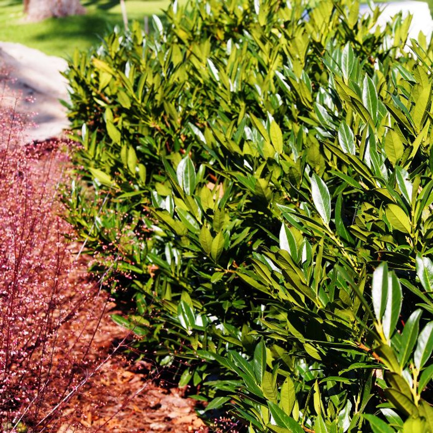 Prunus laurocerasus Manó - Babérmeggy