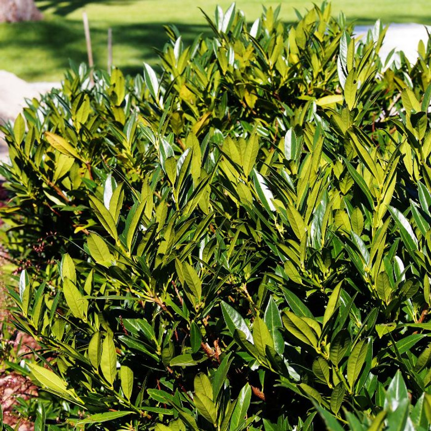 Prunus laurocerasus Manó - Babérmeggy