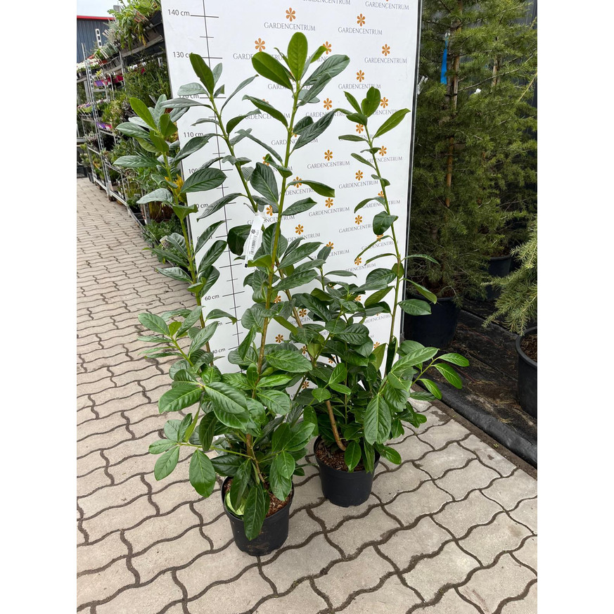Prunus laurocerasus Novita K3 - Babérmeggy Prunus laurocerasus Novita K3 - Babérmeggy