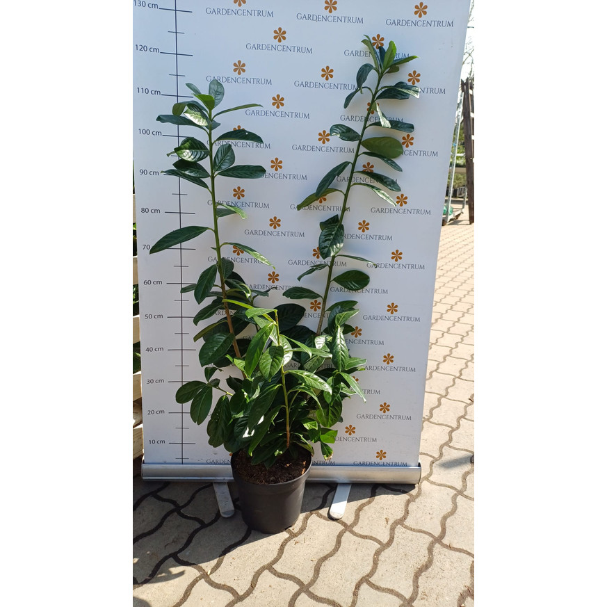 Prunus laurocerasus Novita K3 - Babérmeggy Prunus laurocerasus Novita K3 - Babérmeggy