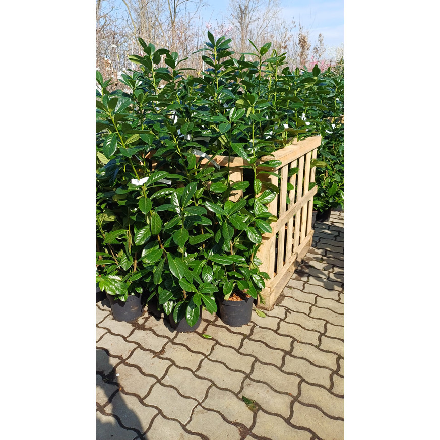 Prunus laurocerasus Novita K3 - Babérmeggy Prunus laurocerasus Novita K3 - Babérmeggy