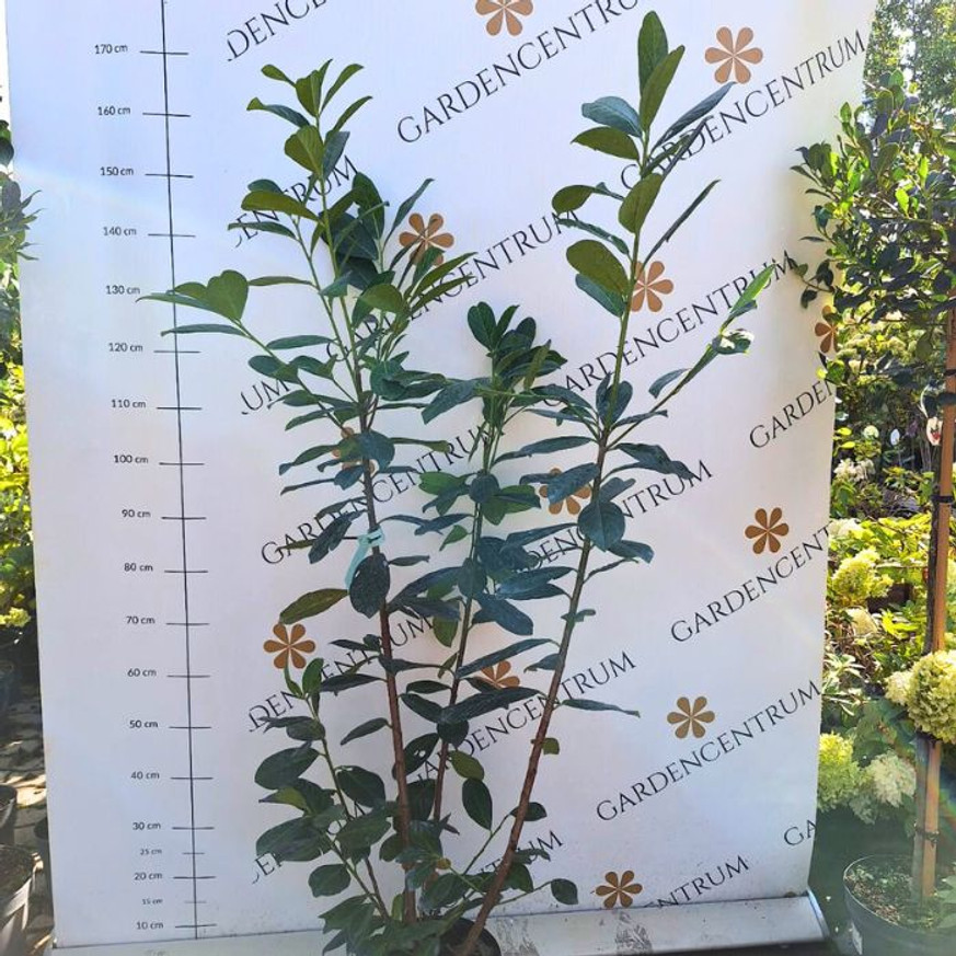 Prunus laurocerasus Novita K3 - Babérmeggy Prunus laurocerasus Novita K3 - Babérmeggy