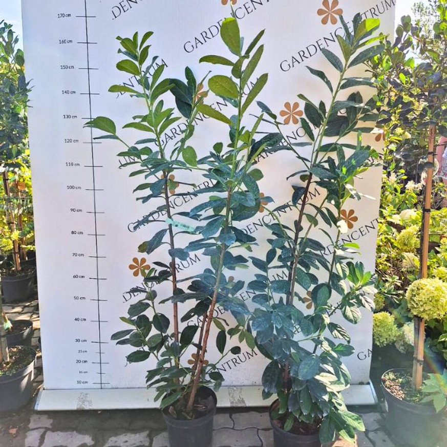 Prunus laurocerasus Novita K3 - Babérmeggy