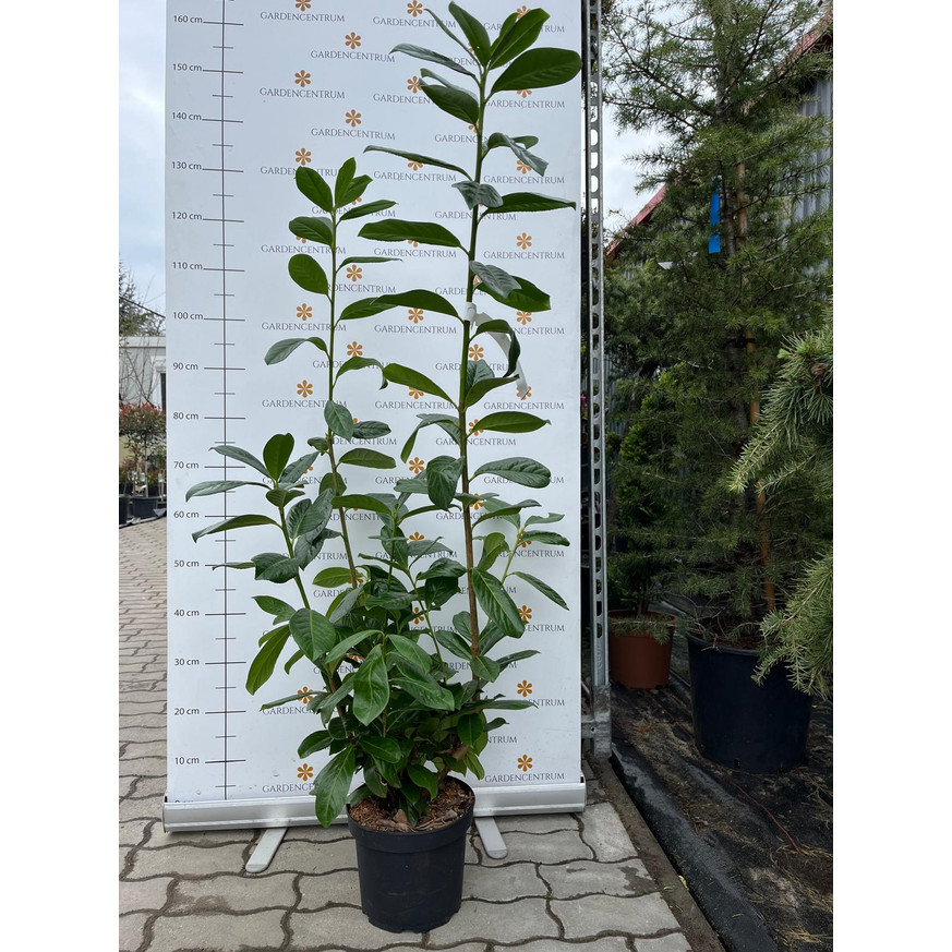 Prunus laurocerasus Novita K3 - Babérmeggy Prunus laurocerasus Novita K3 - Babérmeggy