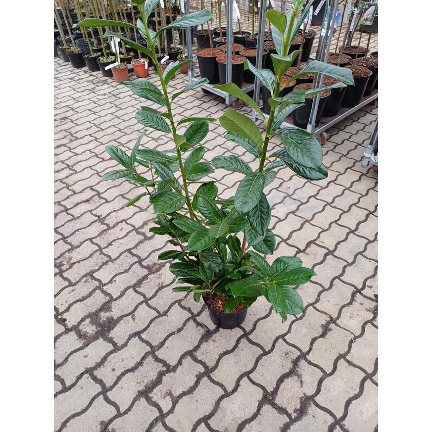Prunus laurocerasus Novita K3 - Babérmeggy Prunus laurocerasus Novita K3 - Babérmeggy
