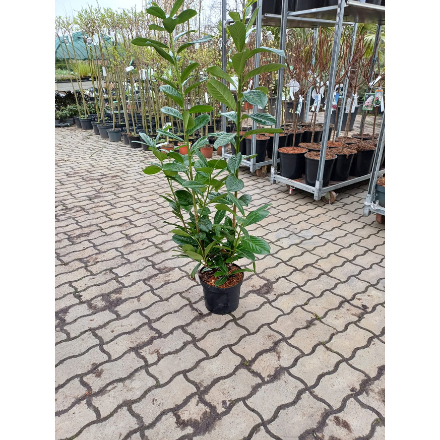 Prunus laurocerasus Novita K3 - Babérmeggy Prunus laurocerasus Novita K3 - Babérmeggy