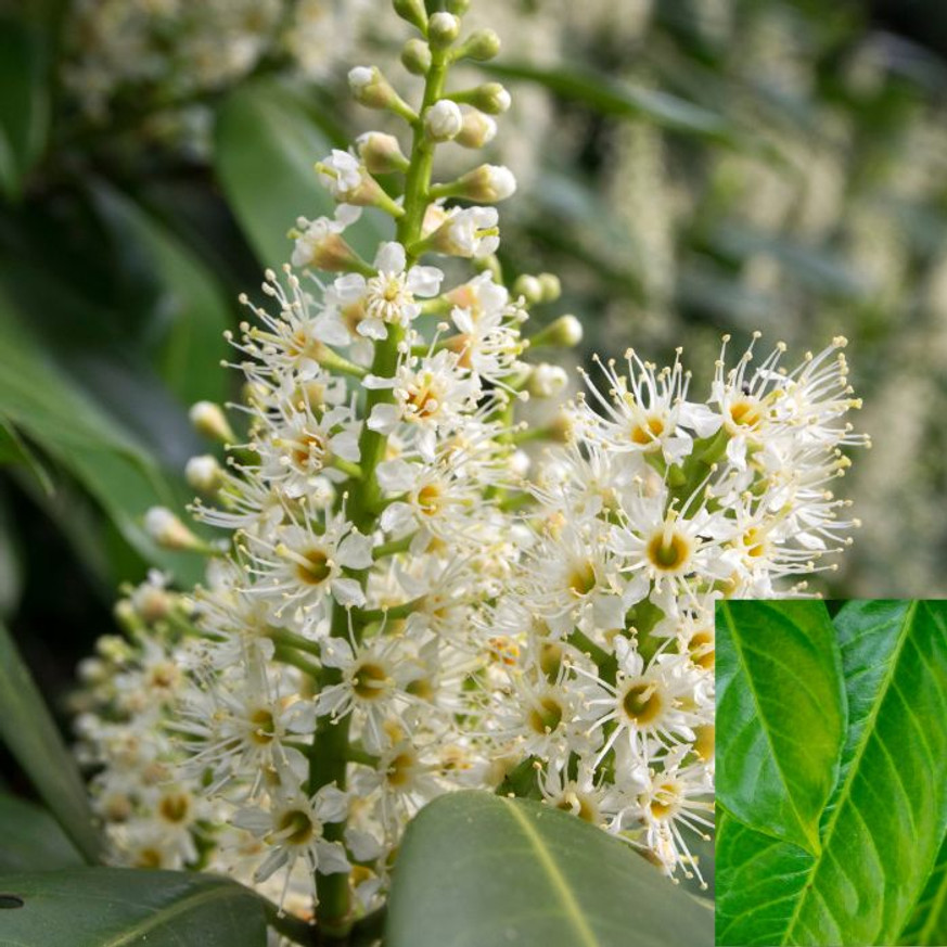 Prunus laurocerasus Manó - Babérmeggy