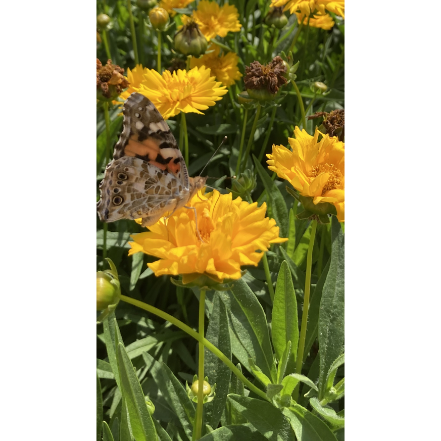 Coreopsis grandiflora - Nagyfészkű menyecskeszem