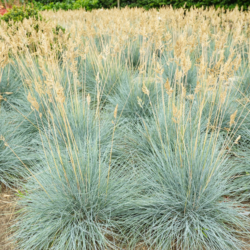 Festuca glauca CS9 - Ezüst deres csenkesz