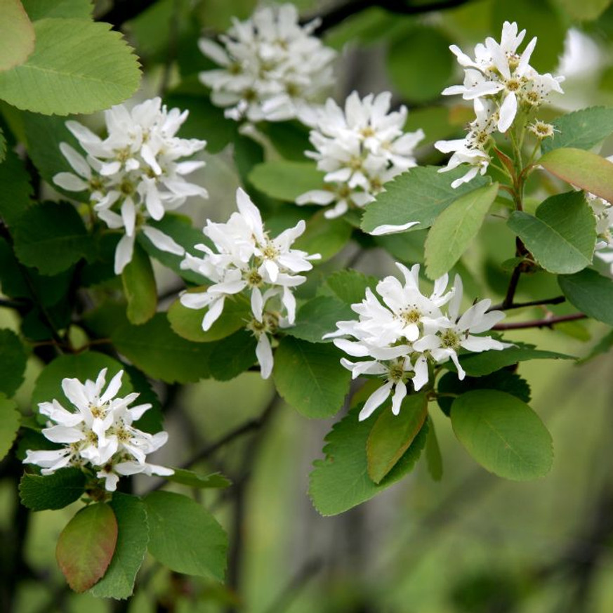 Amelanchier lamarckii K2 - Mézalmácska Amelanchier lamarckii K2 - Mézalmácska