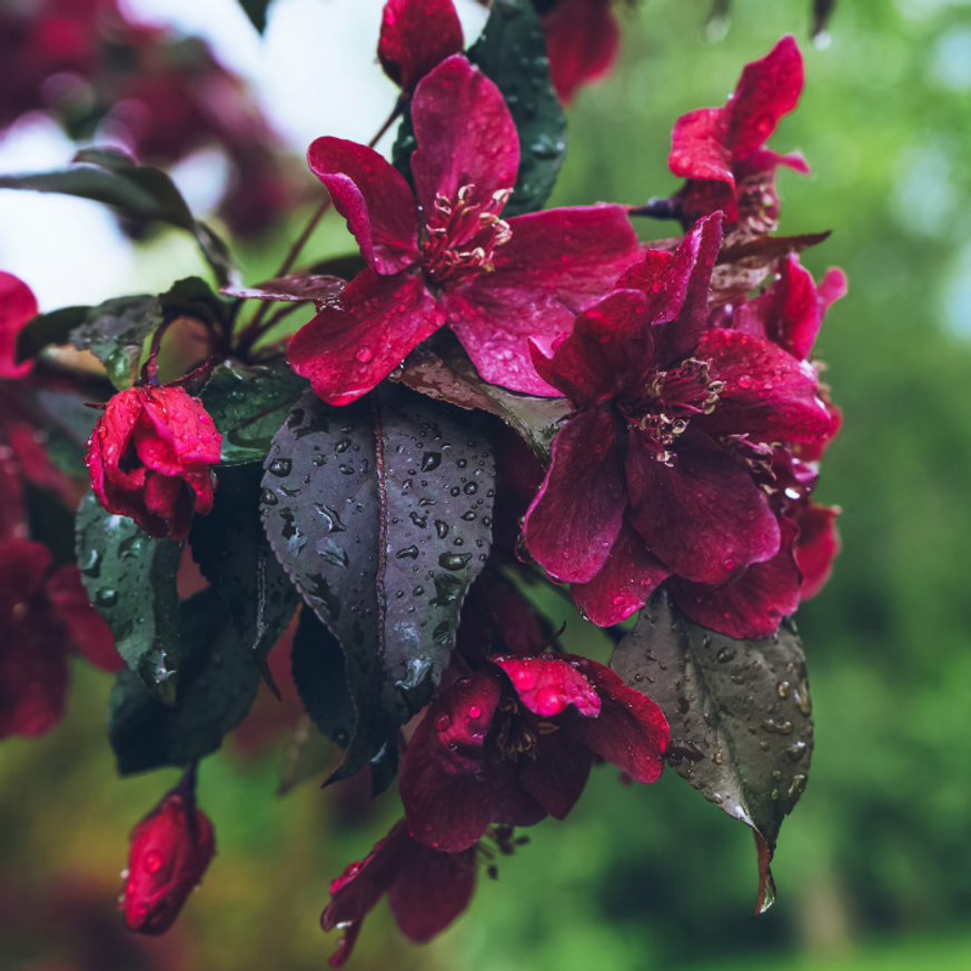 Malus Royalty K5 100/150 - Díszalma
