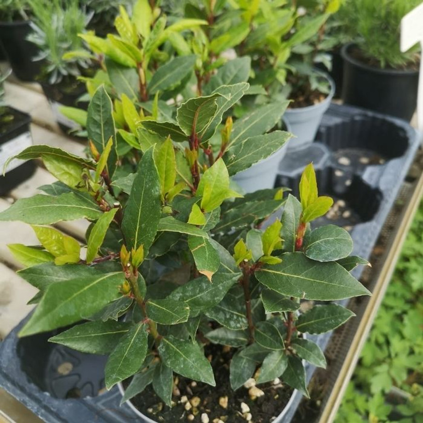 Laurus nobilis CS14 - Fűszerbabér