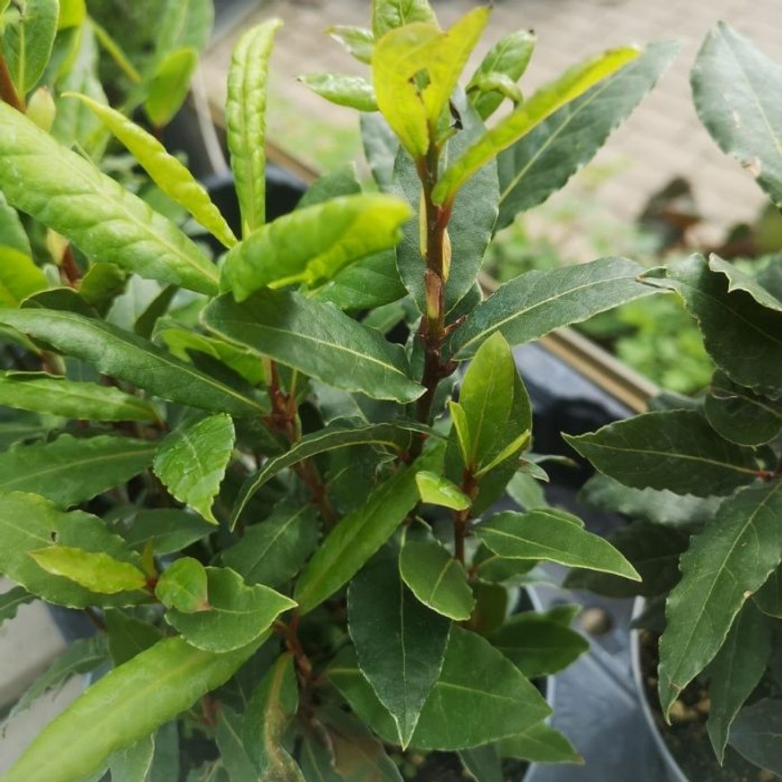 Laurus nobilis CS14 - Fűszerbabér