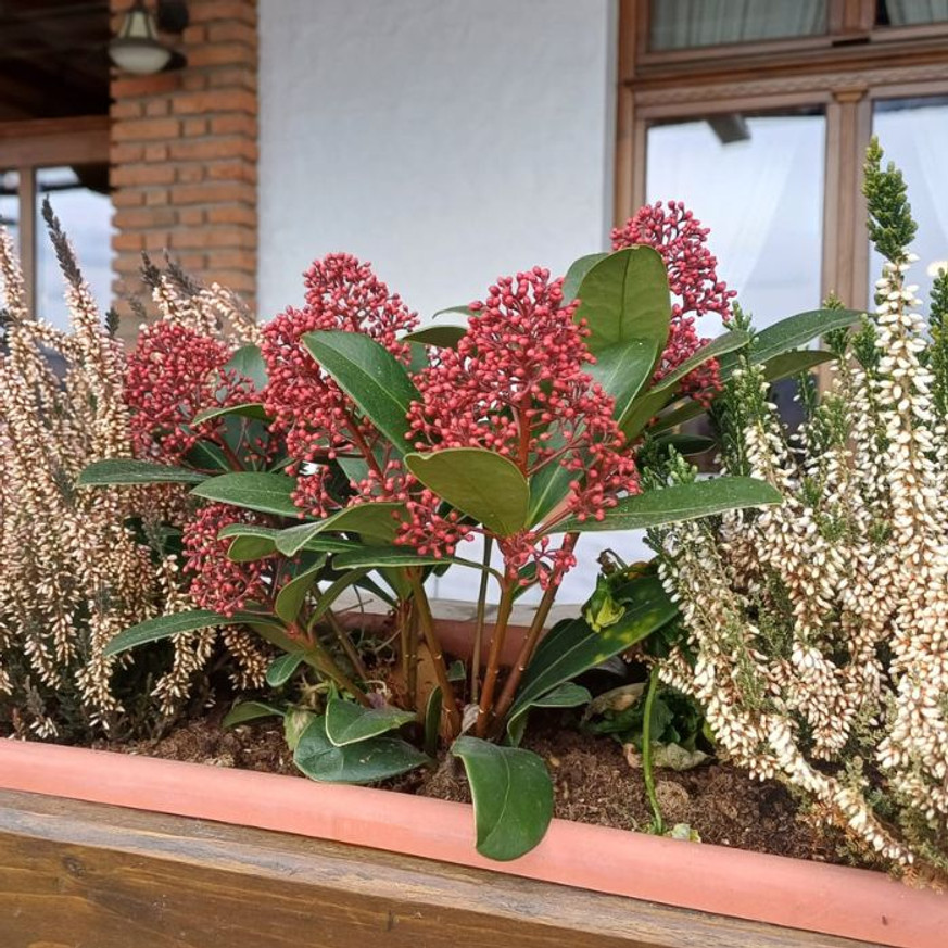 Skimmia japonica Rubella - Dérbabér