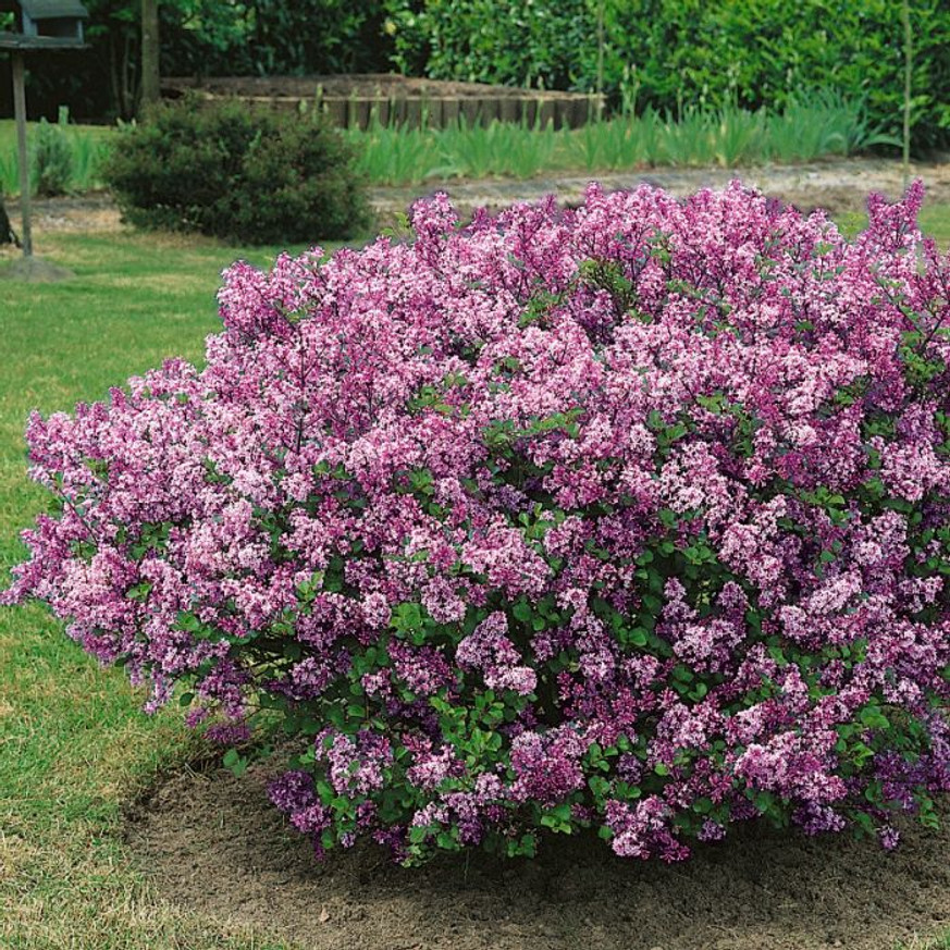 Syringa meyeri Palibin - Törpe orgona