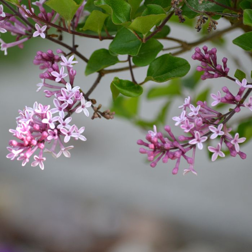 Syringa meyeri Palibin - Törpe orgona