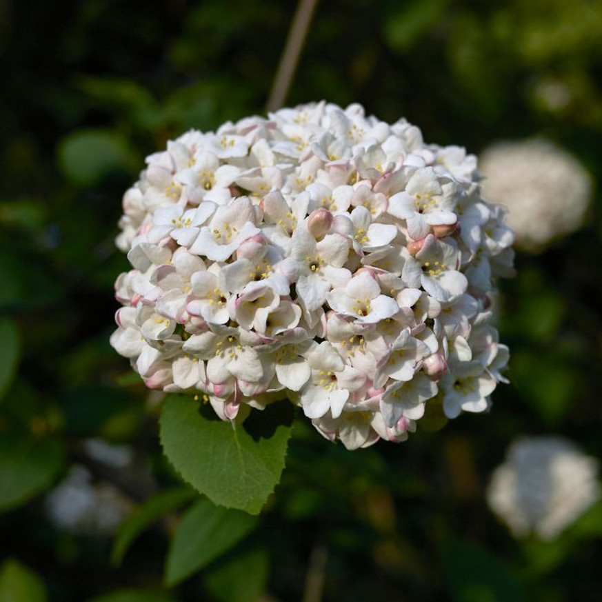 Viburnum carlcephalum - Illatos bangita