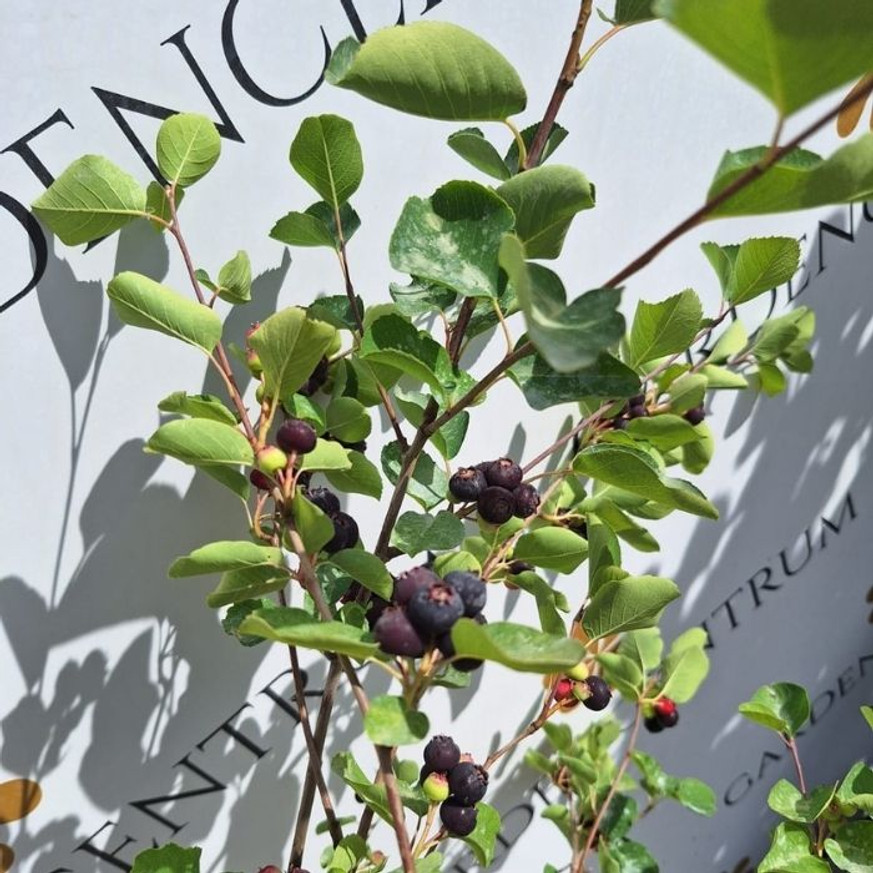 Amelanchier lamarckii K2 - Mézalmácska Amelanchier lamarckii K2 - Mézalmácska