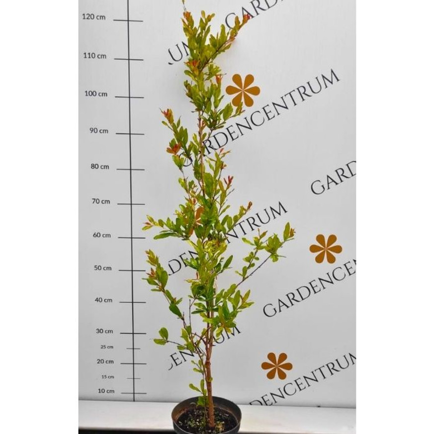 Punica granatum Legrelliae K2 - Teltvirágú díszgránátalma Punica granatum Legrelliae K2 - Teltvirágú díszgránátalma