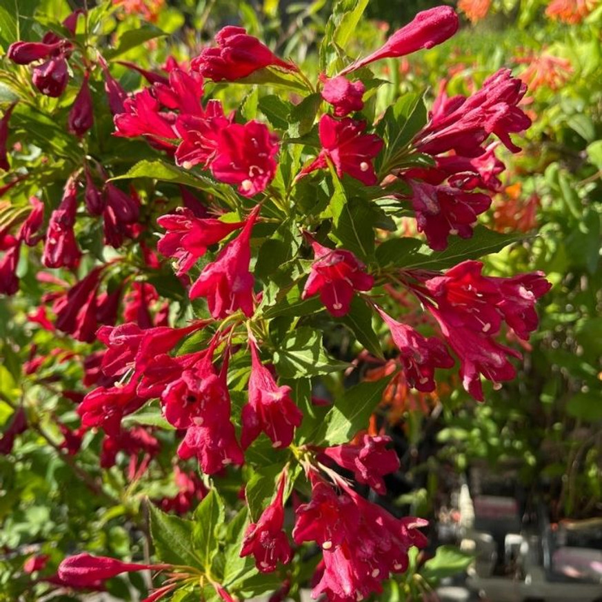 Weigela florida Bristol Ruby - Rubinvörös rózsalonc
