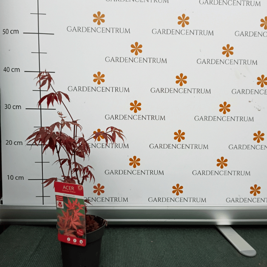 Acer palmatum Atropurpureum CS10,5 - Vöröslevelű japán juhar Acer palmatum Atropurpureum CS10,5 - Vöröslevelű japán juhar