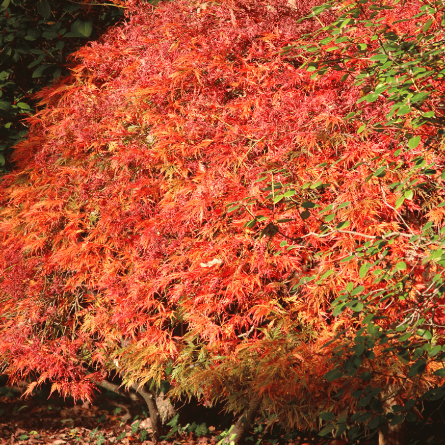 Acer palmatum Atropurpureum CS10,5 - Vöröslevelű japán juhar Acer palmatum Atropurpureum CS10,5 - Vöröslevelű japán juhar