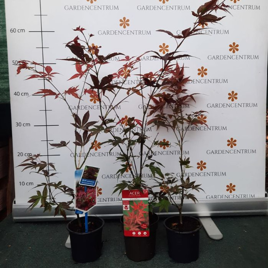 Acer palmatum Atropurpureum CS10,5 - Vöröslevelű japán juhar Acer palmatum Atropurpureum CS10,5 - Vöröslevelű japán juhar