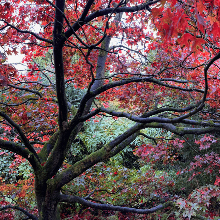 Acer palmatum Atropurpureum CS10,5 - Vöröslevelű japán juhar Acer palmatum Atropurpureum CS10,5 - Vöröslevelű japán juhar