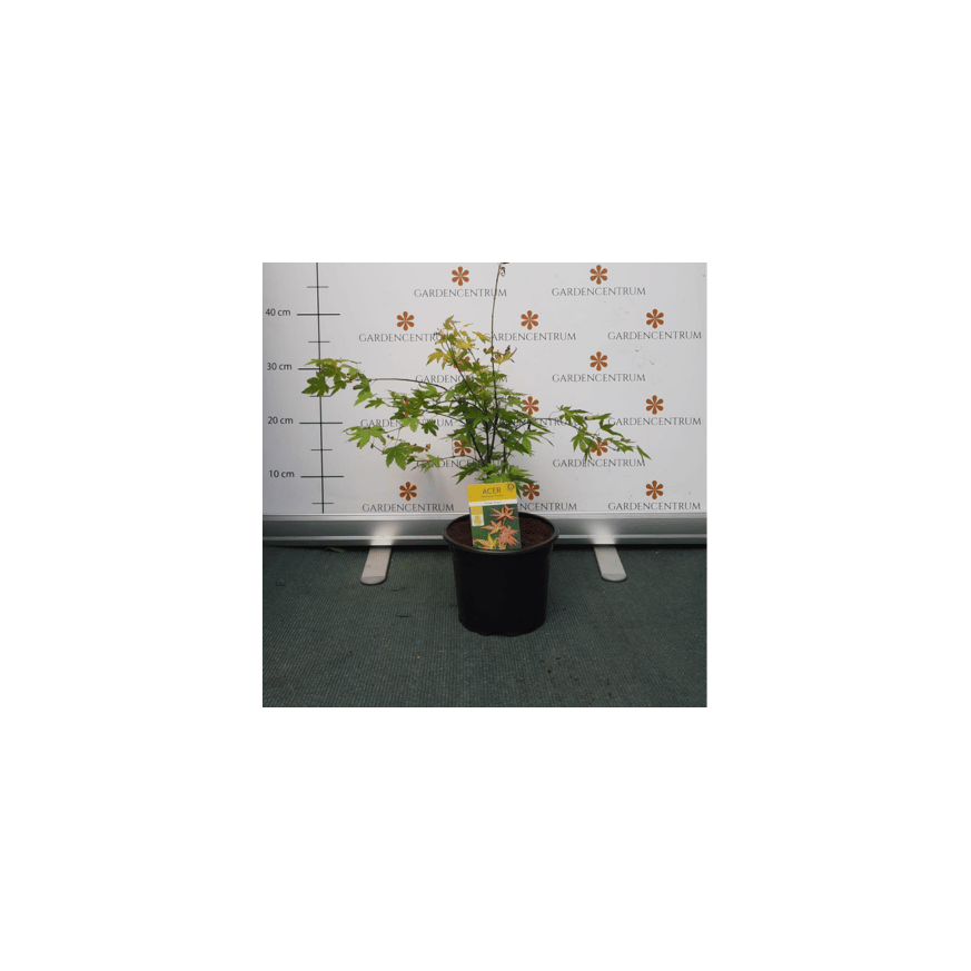 Acer palmatum Orange Dream K2 - Japán juhar Acer palmatum Orange Dream K2 - Japán juhar