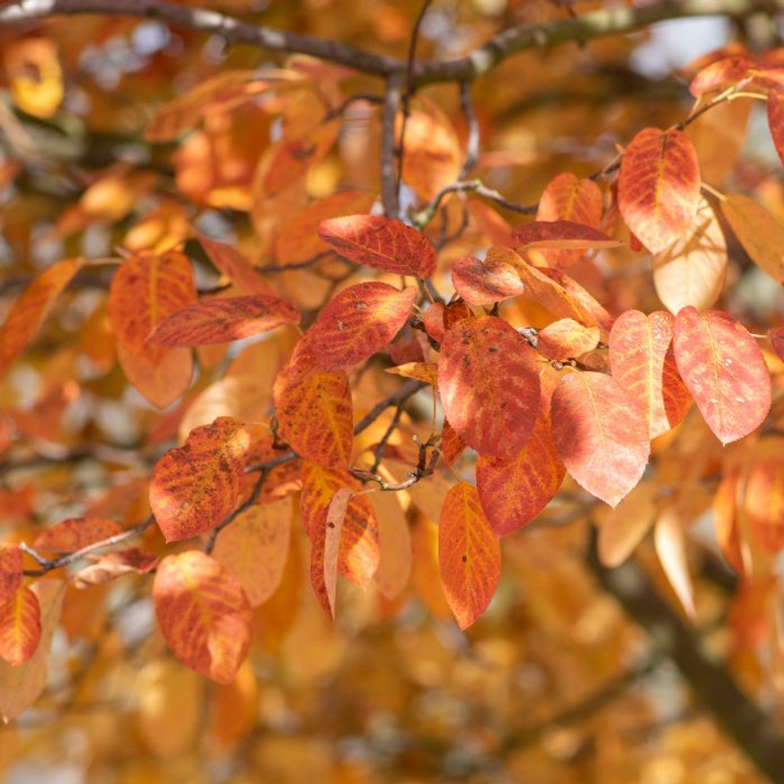 Amelanchier lamarckii K2 - Mézalmácska Amelanchier lamarckii K2 - Mézalmácska