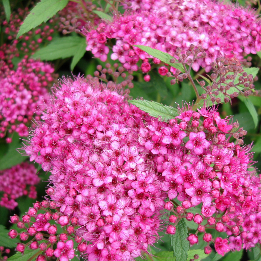 Spiraea japonica Anthony Waterer K2 - Pompás gyöngyvessző