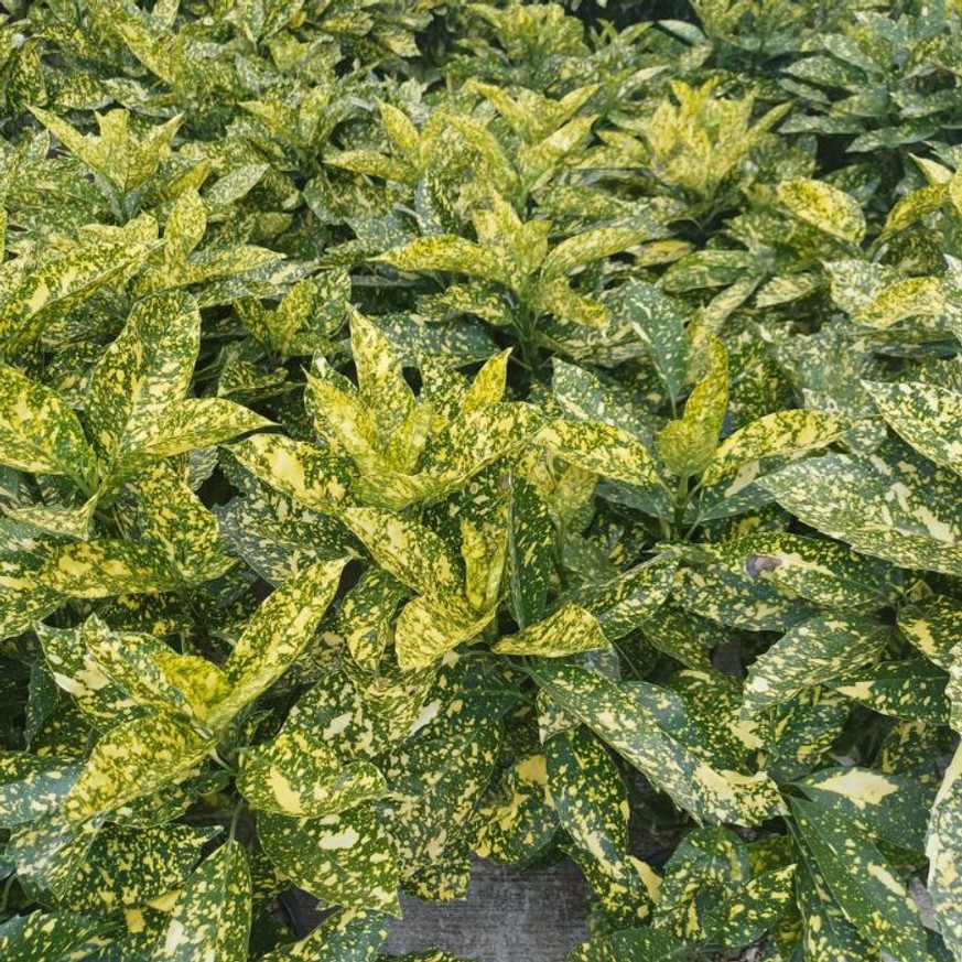 Aucuba japonica Crotonifolia - Japán tarka babérsom Aucuba japonica Crotonifolia - Japán tarka babérsom