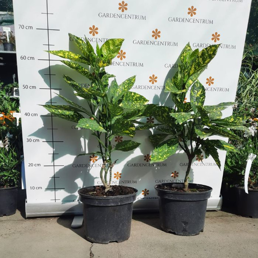 Aucuba japonica Crotonifolia - Japán tarka babérsom Aucuba japonica Crotonifolia - Japán tarka babérsom