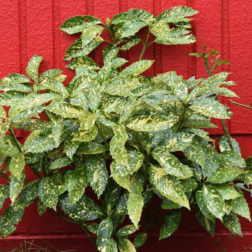 Aucuba japonica Crotonifolia - Japán tarka babérsom Aucuba japonica Crotonifolia - Japán tarka babérsom