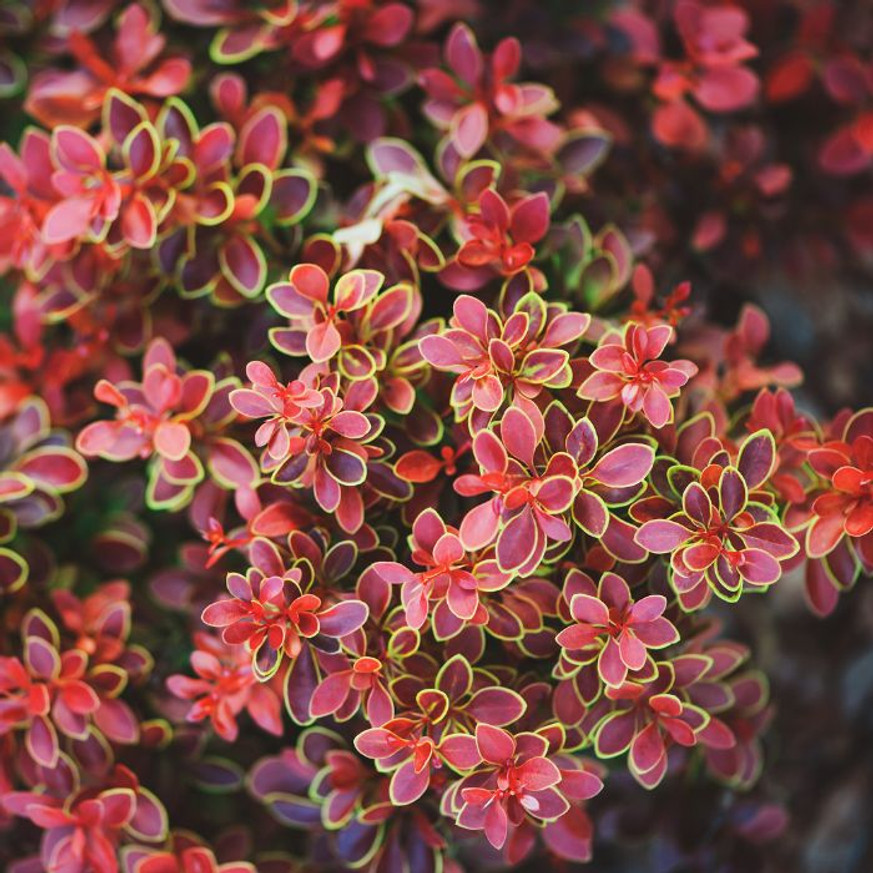 Berberis thunbergii Admiration K3 - Törpe japán borbolya