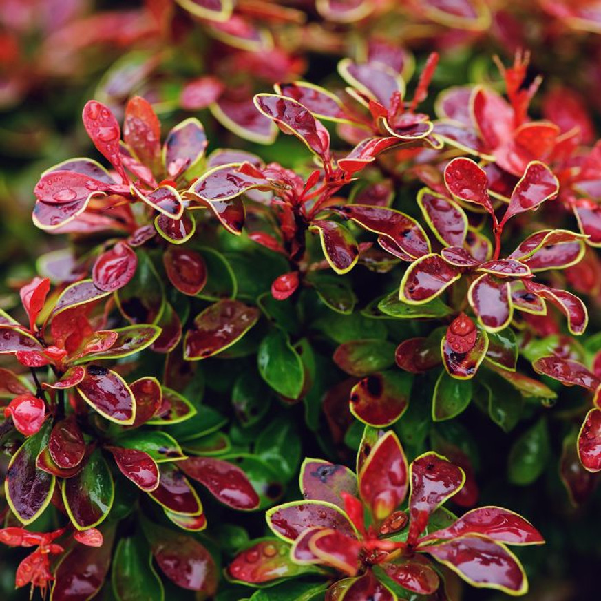 Berberis thunbergii Admiration K3 - Törpe japán borbolya