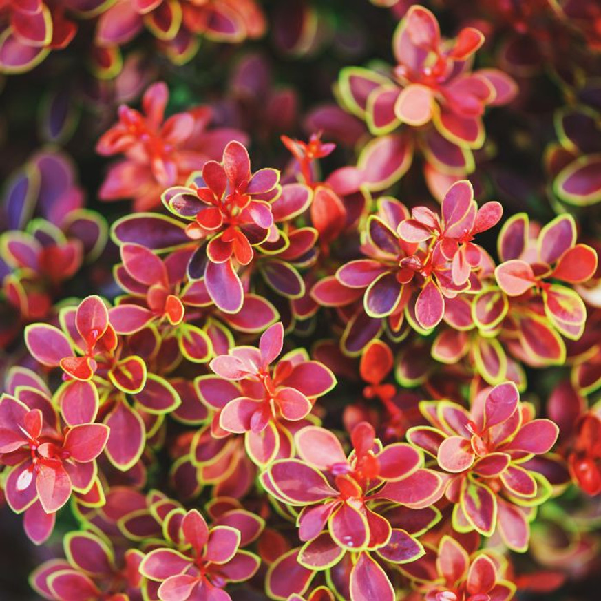 Berberis thunbergii Admiration K3 - Törpe japán borbolya