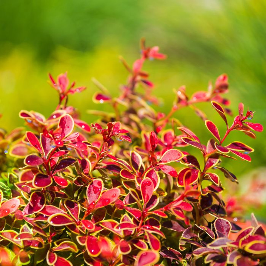 Berberis thunbergii Admiration K3 - Törpe japán borbolya