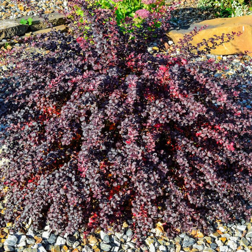 Berberis thunbergii K2 - Törpe japán vérborbolya