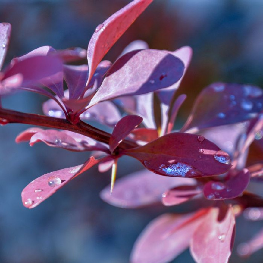 Berberis thunbergii K2 - Törpe japán vérborbolya