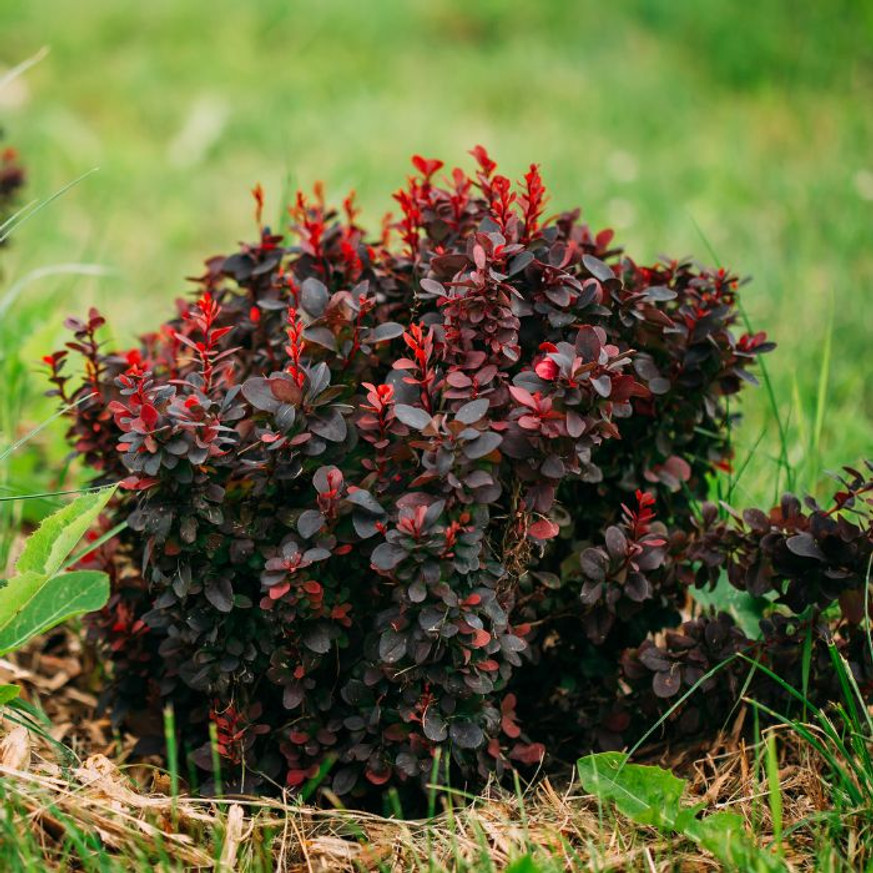 Berberis thunbergii K2 - Törpe japán vérborbolya